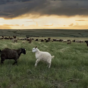 全裸美女被挤牛奶视频
